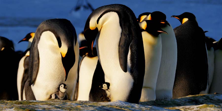 2020 TTD penguins pic blog article image