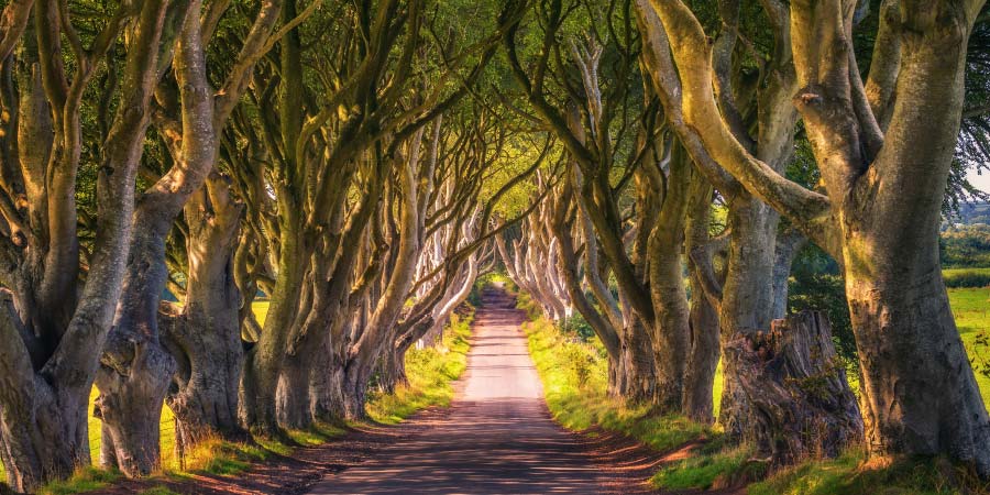 Top GOT Destinations Dark Hedges Ireland 900x450