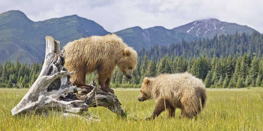 Celebrity Alaska Denali Article Image April 2019