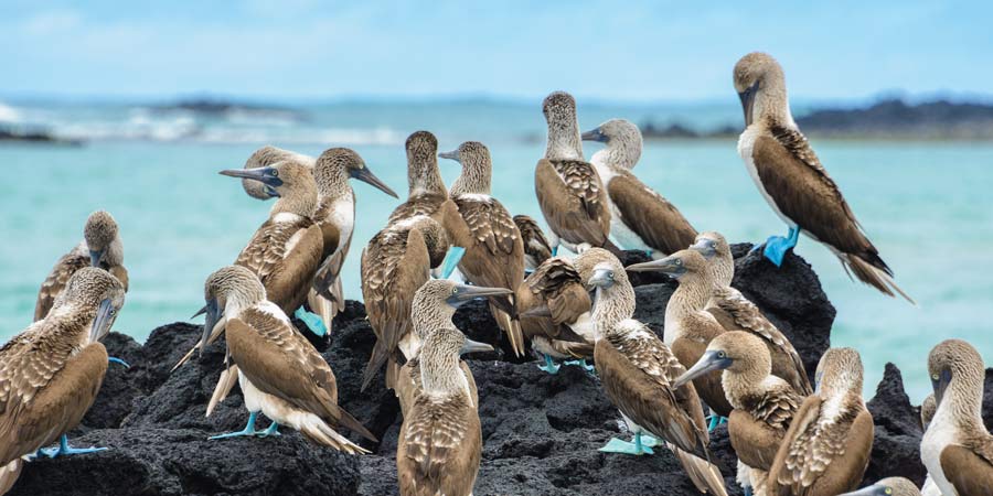 Celebrity Galapgos Inner Loop Article Image April 2019