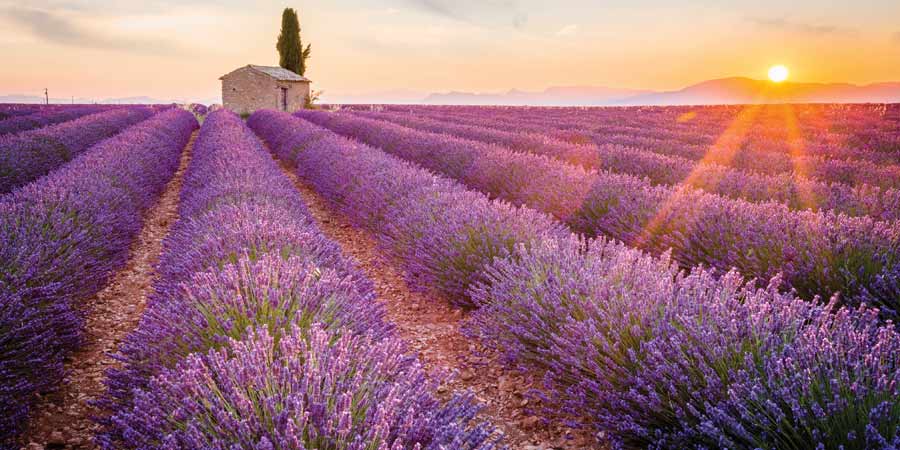Celebrity Sail Your Way June france pink article image