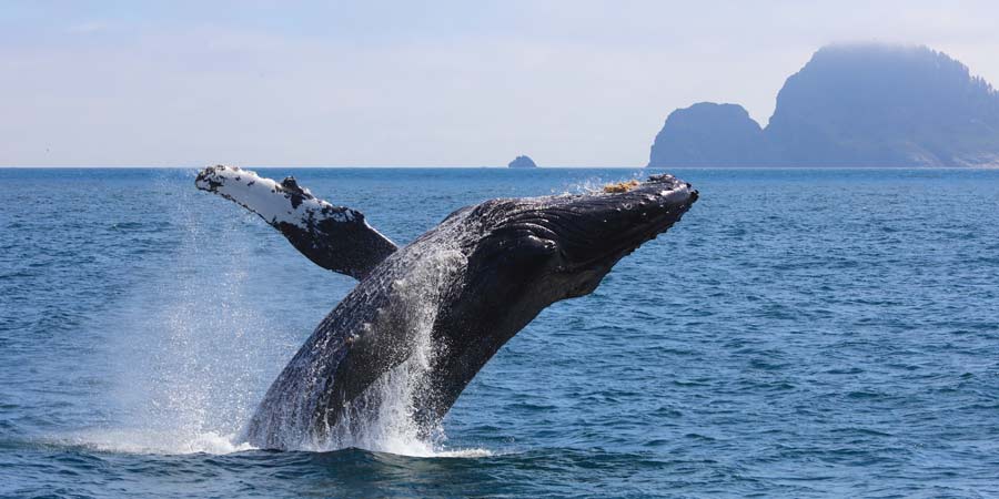 Celebrity Sail Your Way April Promo Alaska Whale Article Image